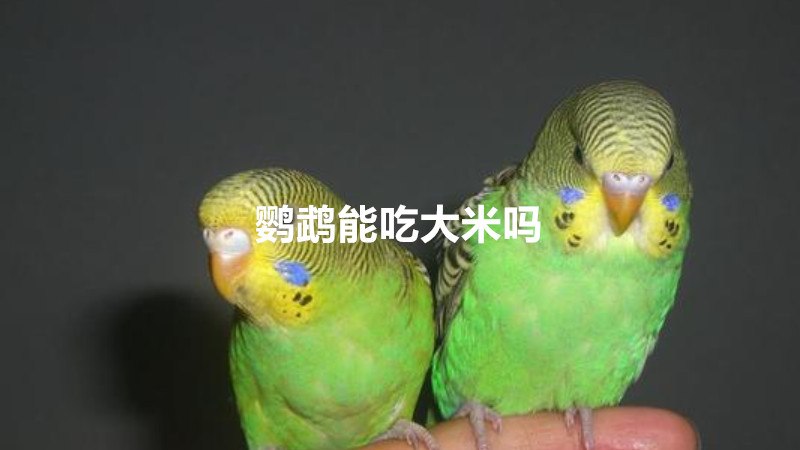 鹦鹉能不能吃大米吗(图1)