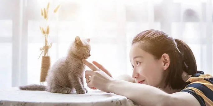 多花数千元为猫赎身费 哪些人在买租赁猫?(图1)