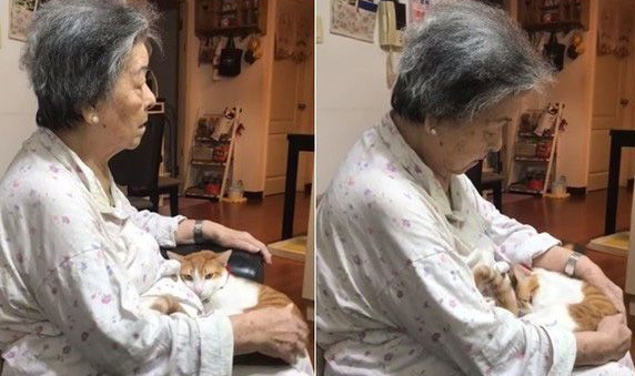 阿嬷的跟屁虫被截肢猫咪暖心陪在老人(图1)