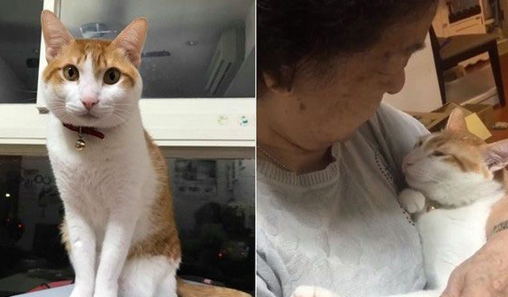 阿嬷的跟屁虫被截肢猫咪暖心陪在老人(图2)