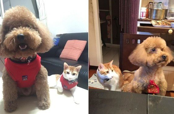 阿嬷的跟屁虫被截肢猫咪暖心陪在老人(图3)