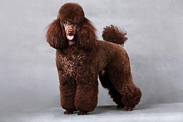 养宠物狗注意事项 最主要那就那些个方面(图1)