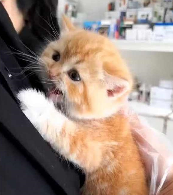 流浪猫看到家猫有主人抱 一脸的羡慕与妒忌 网友们看了特别心疼！(图1)