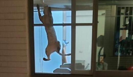 网友在外面烤肉 猫咪在屋里死死看着远处 玻璃都要被挠出猫抓印了(图1)