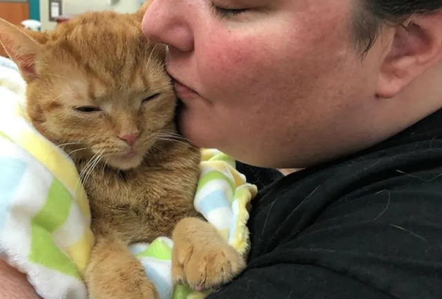 小橘猫紧紧拽着姑娘的手 死活不肯姑娘远远离开 只我希望姑娘带它回家了！(图2)