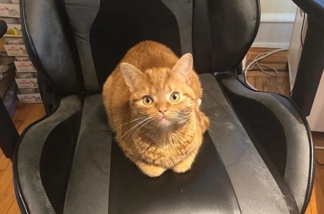 小橘猫紧紧拽着姑娘的手 死活不肯姑娘远远离开 只我希望姑娘带它回家了！(图1)
