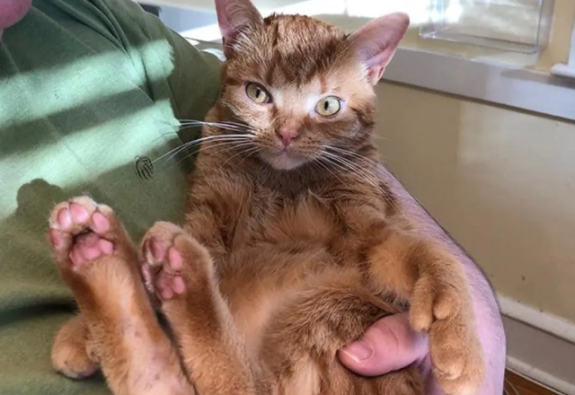 小橘猫紧紧拽着姑娘的手 死活不肯姑娘远远离开 只我希望姑娘带它回家了！(图3)