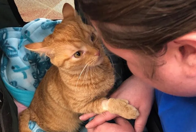 小橘猫紧紧拽着姑娘的手 死活不肯姑娘远远离开 只我希望姑娘带它回家了！(图4)