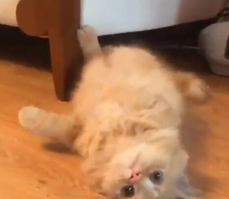 小橘猫不喜欢藏在沙发下 主人拨打电话它时 它的出场亮相方式很炫酷了……(图3)