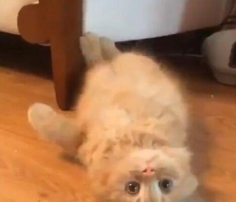 小橘猫不喜欢藏在沙发下 主人拨打电话它时 它的出场亮相方式很炫酷了……(图4)