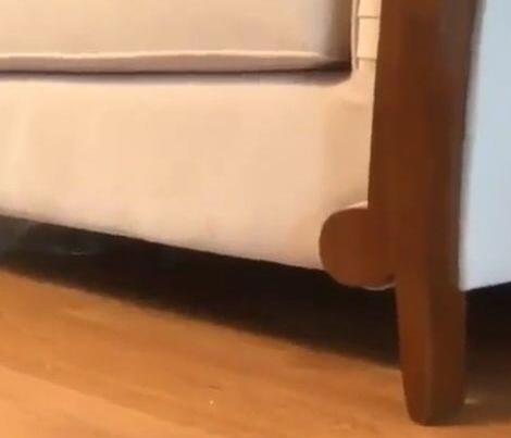 小橘猫不喜欢藏在沙发下 主人拨打电话它时 它的出场亮相方式很炫酷了……(图1)