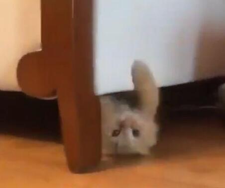 小橘猫不喜欢藏在沙发下 主人拨打电话它时 它的出场亮相方式很炫酷了……(图2)