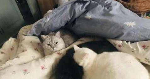 黑猫和白猫真心相爱 灰猫旁边一张满脸愁容 网友：喜欢我(图1)