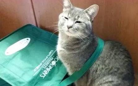 猫咪每天给女孩“送烟酒” 只为报被收留之恩 却惹得女孩向邻居道歉吧(图1)