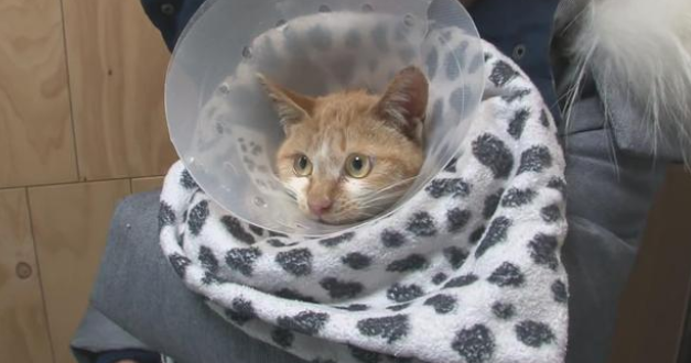 心疼！猫咪下水道意外死去 同伴守护个月绝不愿离开这里(图2)