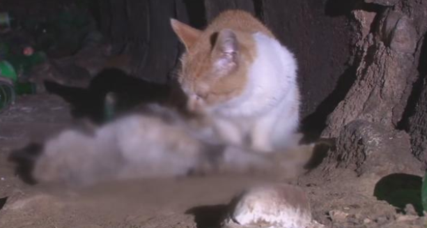 心疼！猫咪下水道意外死去 同伴守护个月绝不愿离开这里(图1)