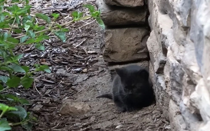 流浪猫带着孩子躲在墙脚缝隙 一墙之隔车流滚滚 幸得好心人救助(图1)