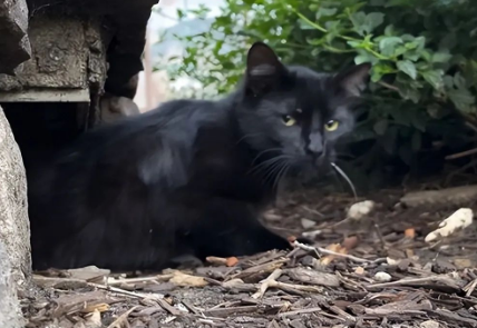 流浪猫带着孩子躲在墙脚缝隙 一墙之隔车流滚滚 幸得好心人救助(图2)