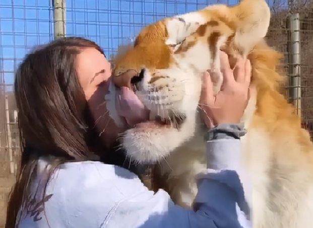 妹子撸大老虎 它不反抗还极其享受啊！网友：比我家猫咪还亲人！(图1)