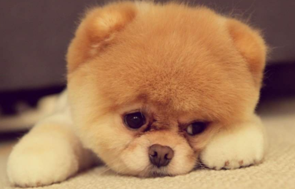 博美犬吃粮一周多少斤?正常吗是参照体重来的(图1)