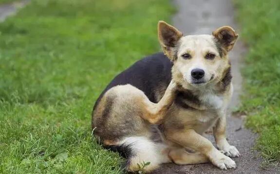 狗友特别注意:有了孩子 别养那些狗!(图1)