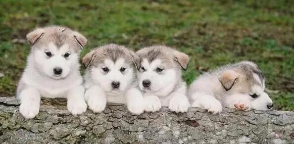 狗友特别注意:有了孩子 别养那些狗!(图2)