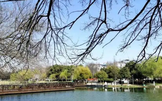 给猫做手术(图1)
