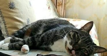网友去菜市场买菜回来 挥开门却看见了猫咪被小鸡围剿 刹那间懵了(图1)