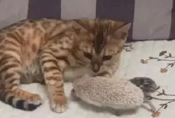 家中他来了位新成员 猫咪想以多欺少 这几脚开去让自己屁滚尿流(图1)