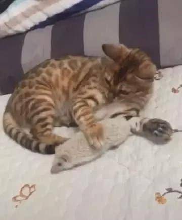 家中他来了位新成员 猫咪想以多欺少 这几脚开去让自己屁滚尿流(图2)