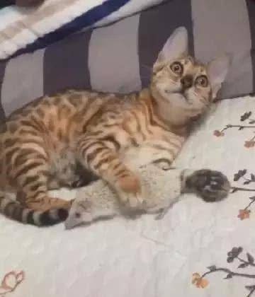 家中他来了位新成员 猫咪想以多欺少 这几脚开去让自己屁滚尿流(图3)