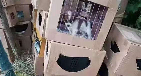 上海遭围观被遗弃宠物盲盒100多只猫狗只剩一口气！快递公司回应：已报警(图2)