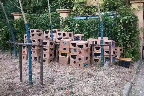 上海遭围观被遗弃宠物盲盒100多只猫狗只剩一口气！快递公司回应：已报警(图1)