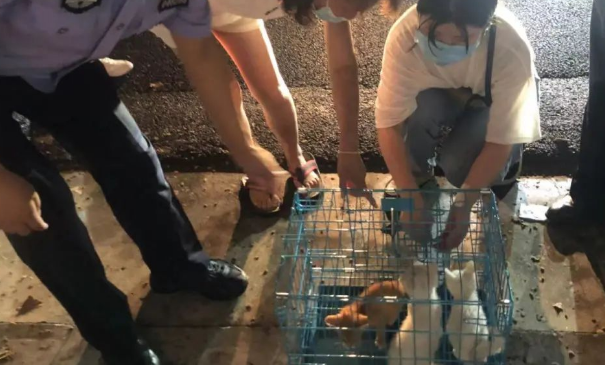 上海遭围观被遗弃宠物盲盒100多只猫狗只剩一口气！快递公司回应：已报警(图5)