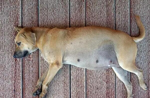 为什么不狗狗会假性怀孕?有什么东西危害吗?主人该怎末全面处理?(图1)