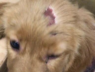 狗狗在修毛的时候被割伤了 看下咋全面处理吧(图1)