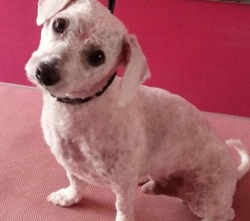 狗狗在修毛的时候被割伤了 看下咋全面处理吧(图2)