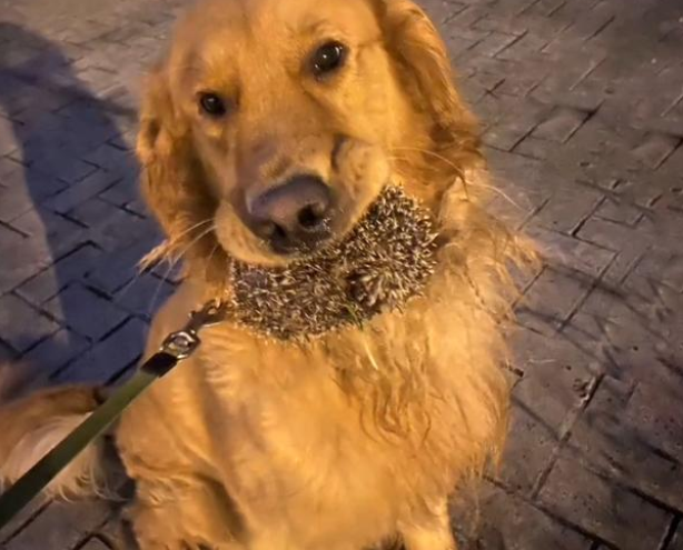宠物狗吃很多不胖反瘦 主人跟踪后发现 它竟背着自己养了只猫(图3)