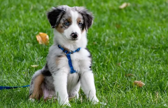 狗腿忽然间跛了 能自然痊愈吗?(图1)