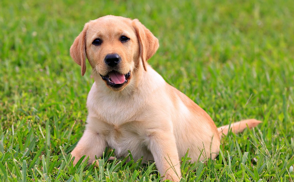 狗腿忽然间跛了 能自然痊愈吗?(图2)