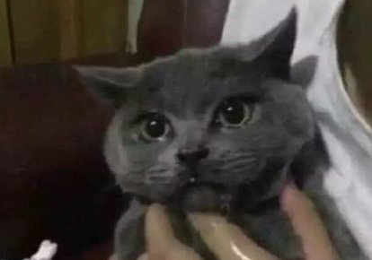 猫咪在家里偷喝 误食把辣椒酱给再吃 可是辣的它直流眼泪！(图1)