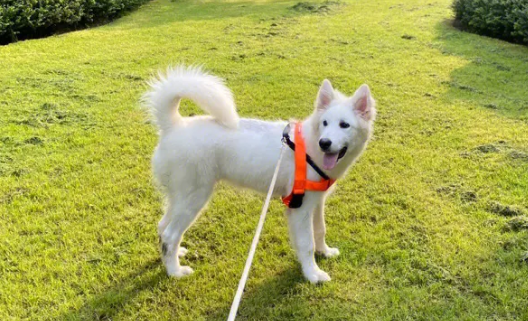 夏天遛狗的忌讳 那样对狗狗做 好似“上刑”!(图1)