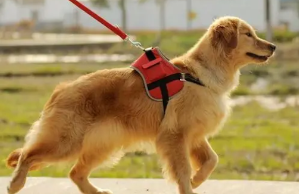 夏天遛狗的忌讳 那样对狗狗做 好似“上刑”!(图2)