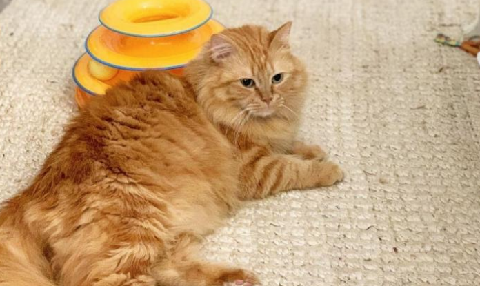 猫咪身上弱点多 顾着避免也也可以用来 要想将其驯服并不难(图2)