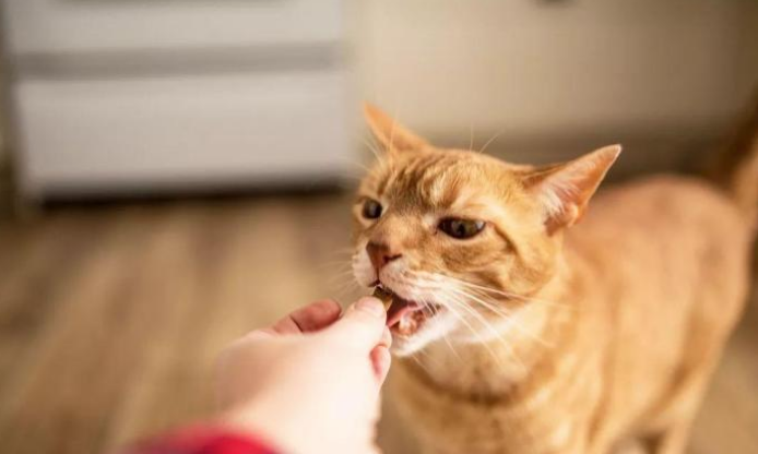 猫咪身上弱点多 顾着避免也也可以用来 要想将其驯服并不难(图4)