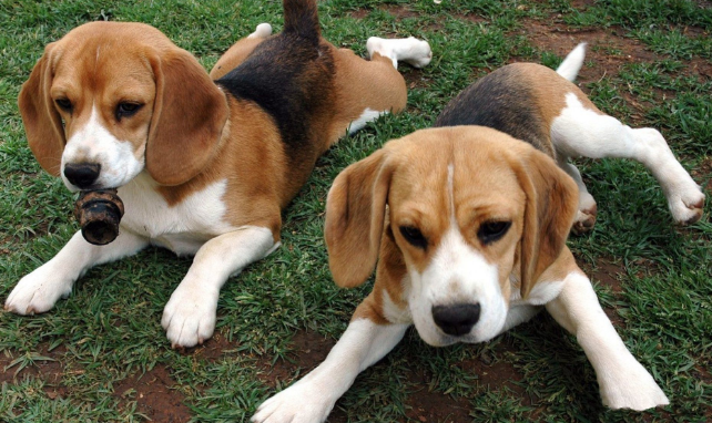 狗老是喜欢用爪子拉你?反正我想告诉你那个(图1)