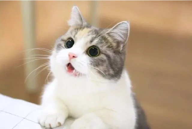 主人装傻晕倒测试猫咪 猫咪微微一笑识穿：你这是要恶意碰瓷我？(图1)