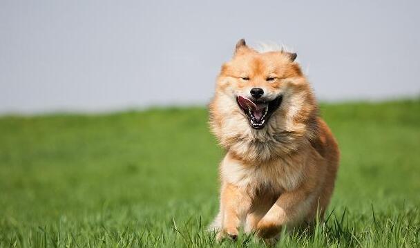 狗狗发脾气的五大表现 生气 要是难以招架 慢走就好(图2)