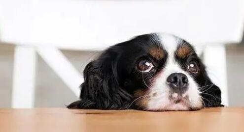 狗狗发脾气的五大表现 生气 要是难以招架 慢走就好(图1)