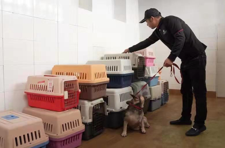 浙江国际快递猫咪哪家比较靠谱(图1)